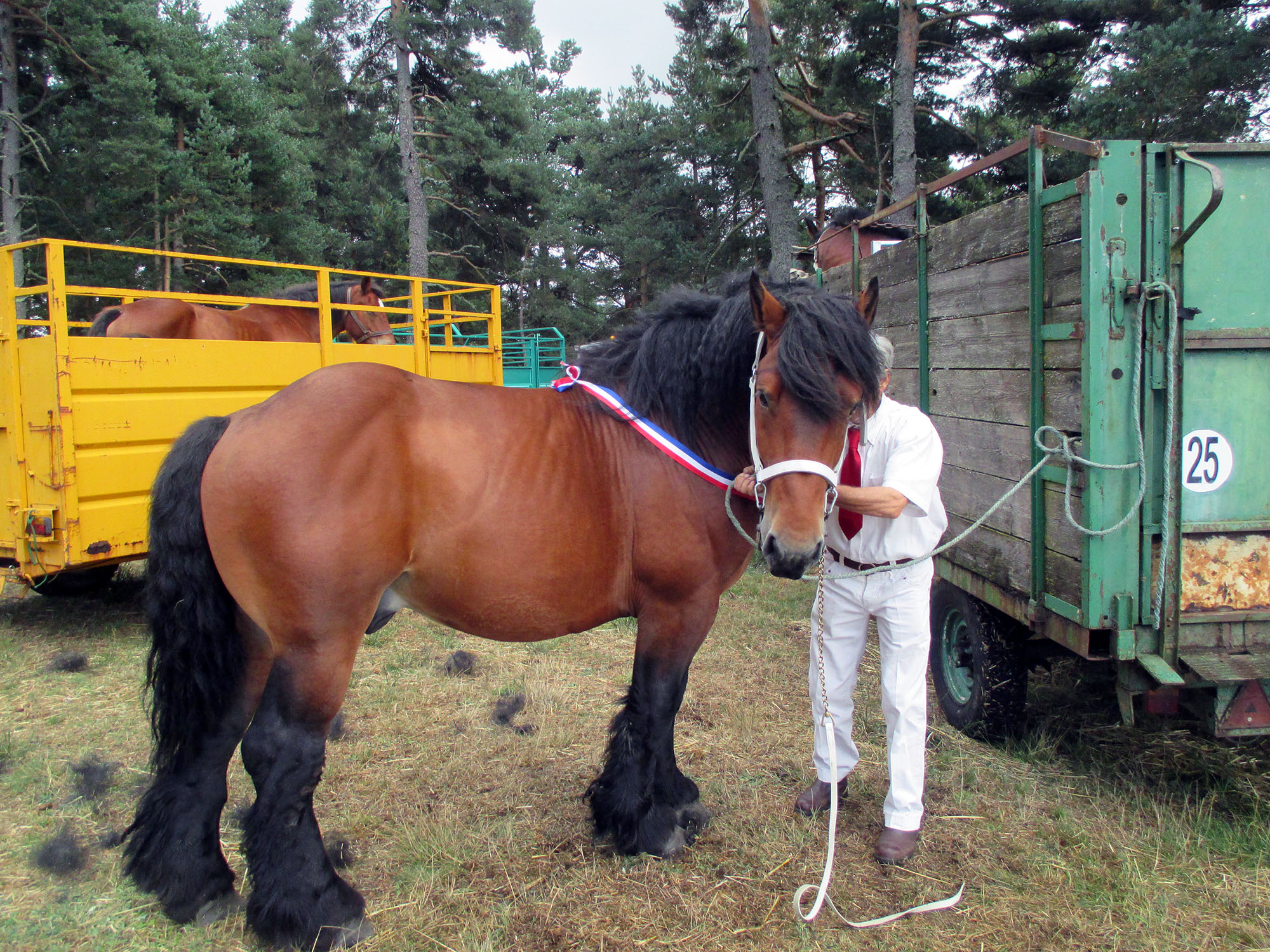 Concours départemental des chevaux de trait et foire chevaline post thumbnail image
